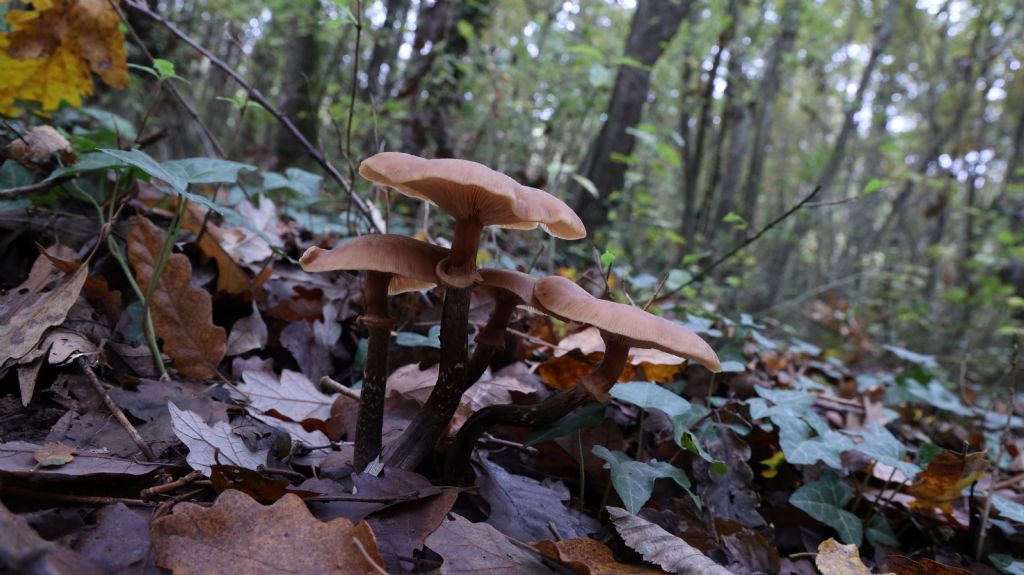 Tre funghi, Manziana (RM)